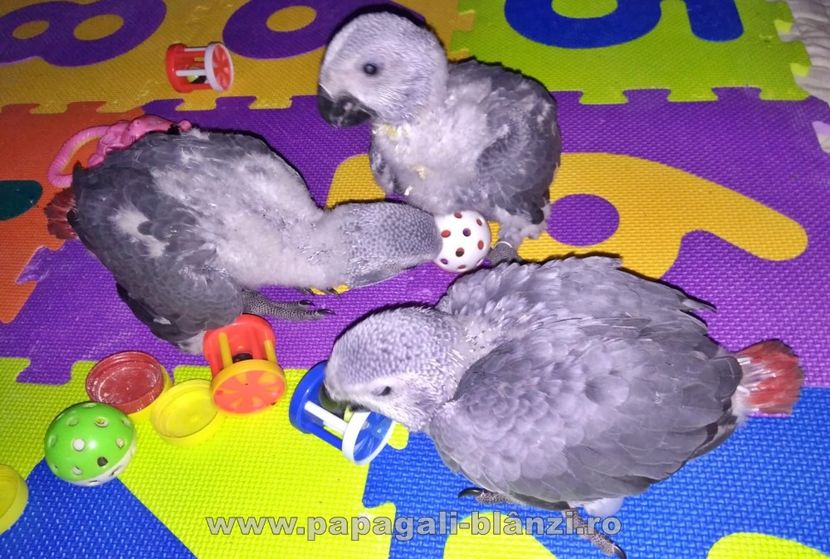 papagaliJako 19 - papagali blanzi Jako - Congo African Grey