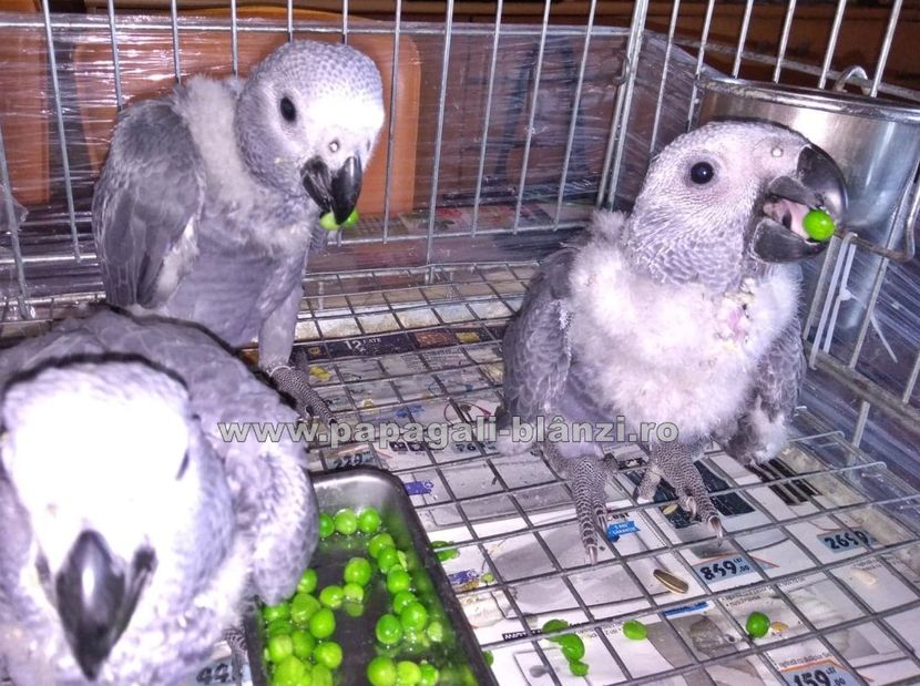 papagaliJako 22 - papagali blanzi Jako - Congo African Grey