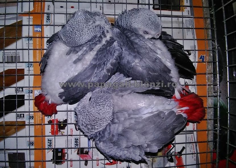 papagaliJako 24 - papagali blanzi Jako - Congo African Grey