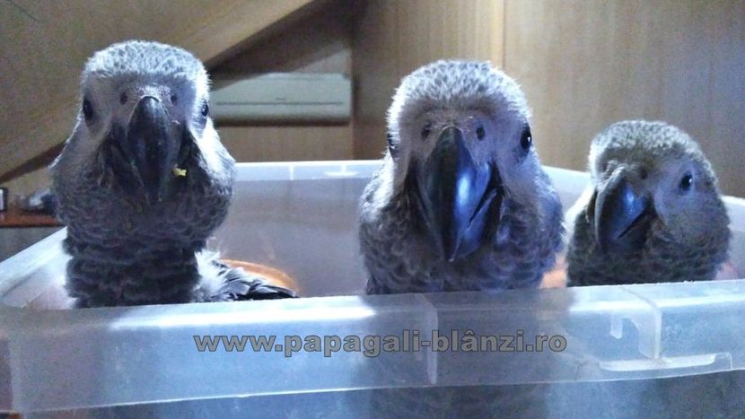 papagaliJako 25 - papagali blanzi Jako - Congo African Grey
