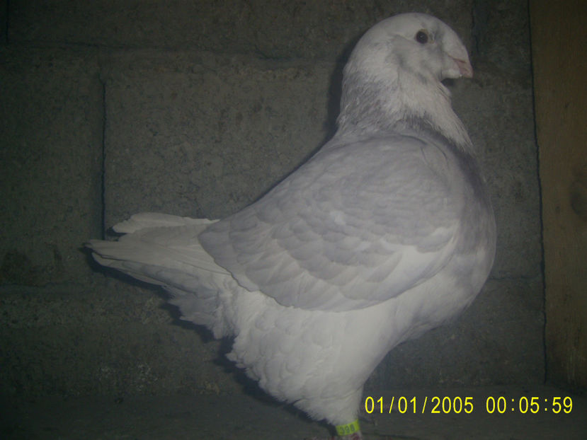 F - 2017 - americani baltati - perechi 2019