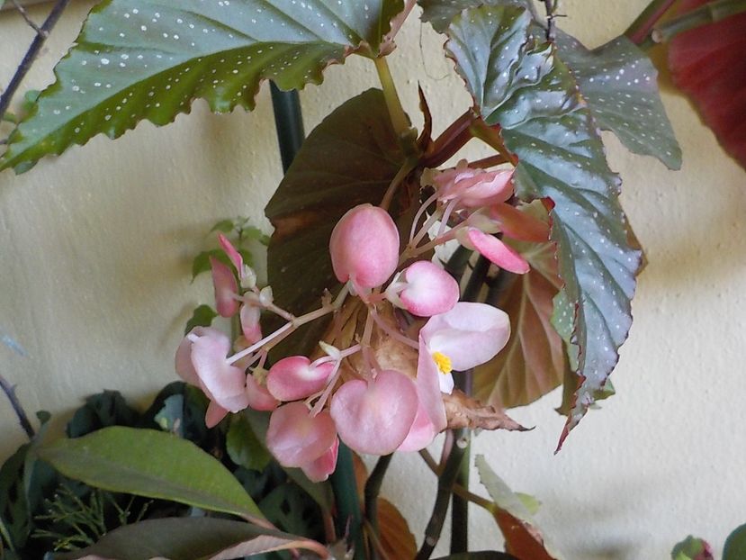  - begonia lucernae