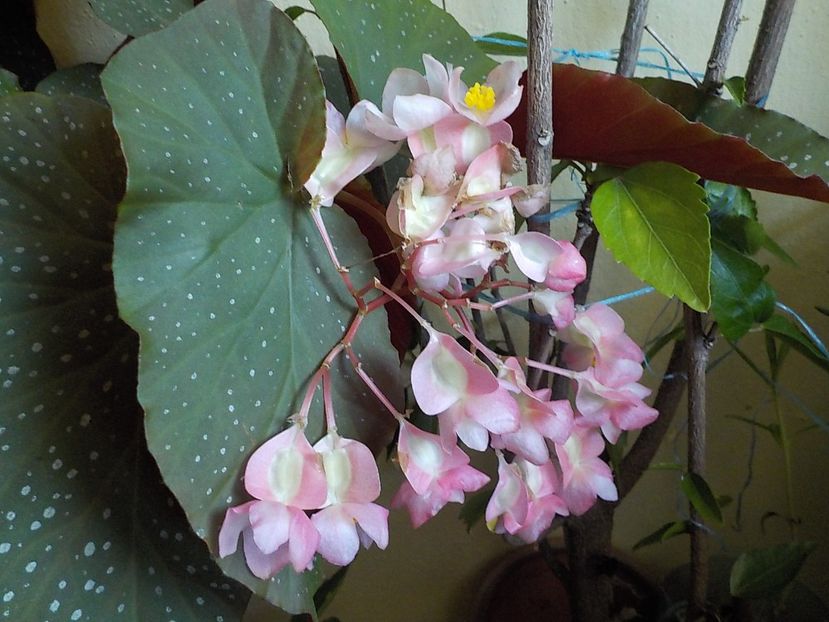  - begonia lucernae