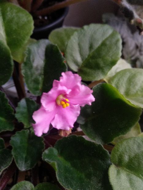 Ian Minuiet, sport!!! - Violete 2018