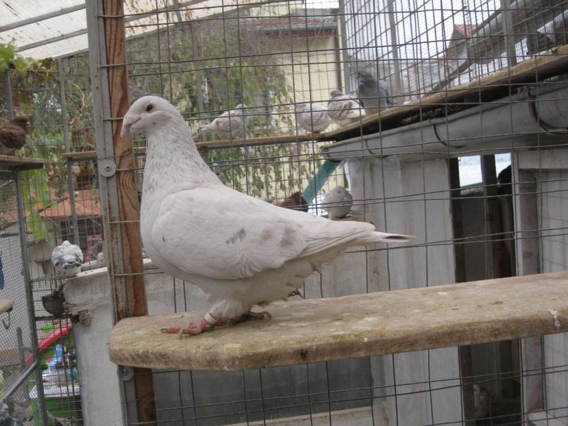 F 2014 - VOIAJORI STANDARD VINDUTI