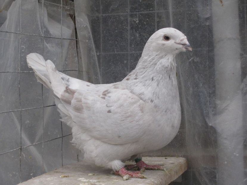  - VOIAJORI STANDARD VINDUTI