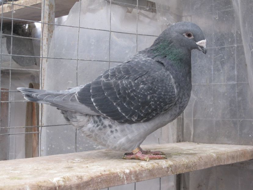  - VOIAJORI STANDARD VINDUTI