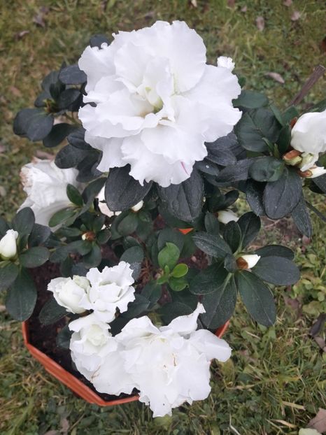  - AZALEEA JAPONICA PE PORT noiembrie 2018