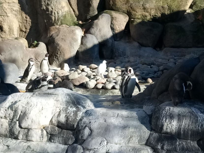 Colonie de pinguini - 6 - Diverse