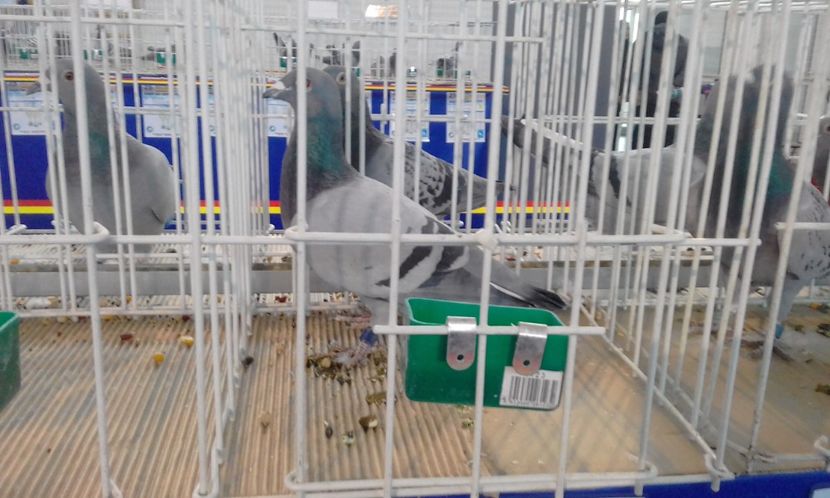  - Rezultate 2018 UCPR