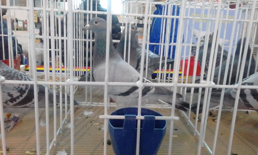  - Rezultate 2018 UCPR