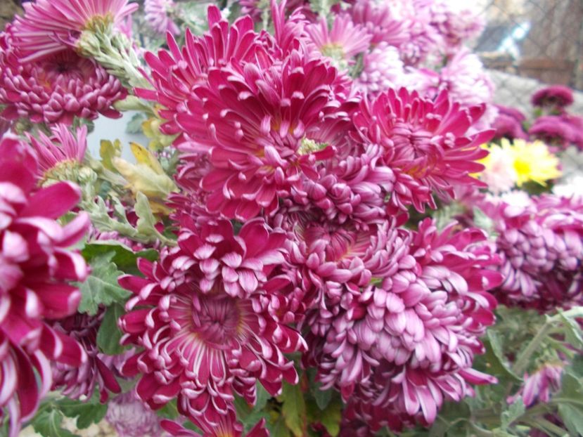  - CRIZANTEME SI TUFANELE 2018