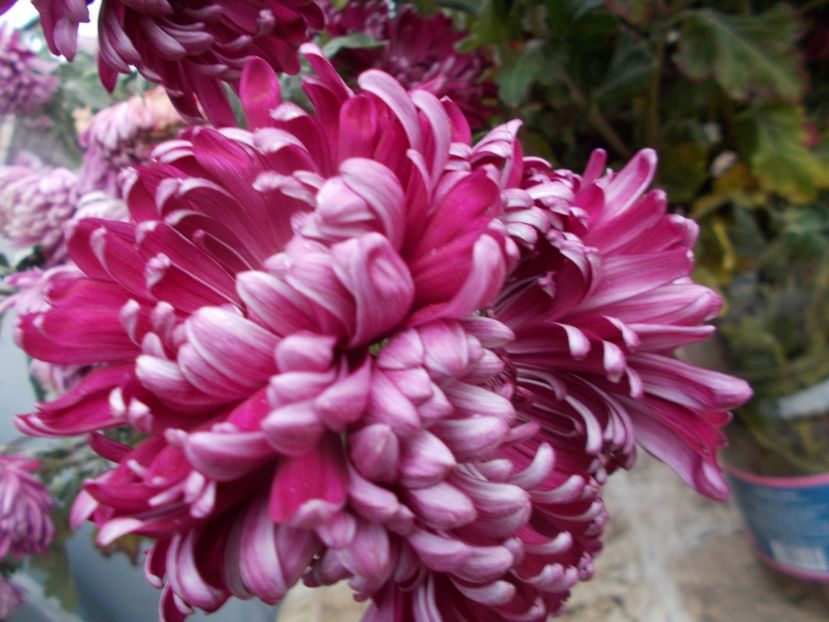  - CRIZANTEME SI TUFANELE 2018