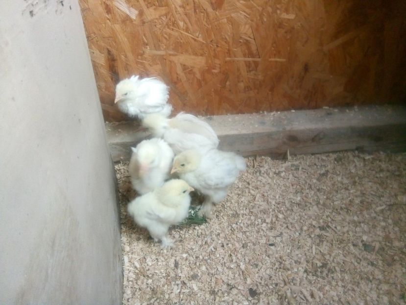  - puisori brahma alb