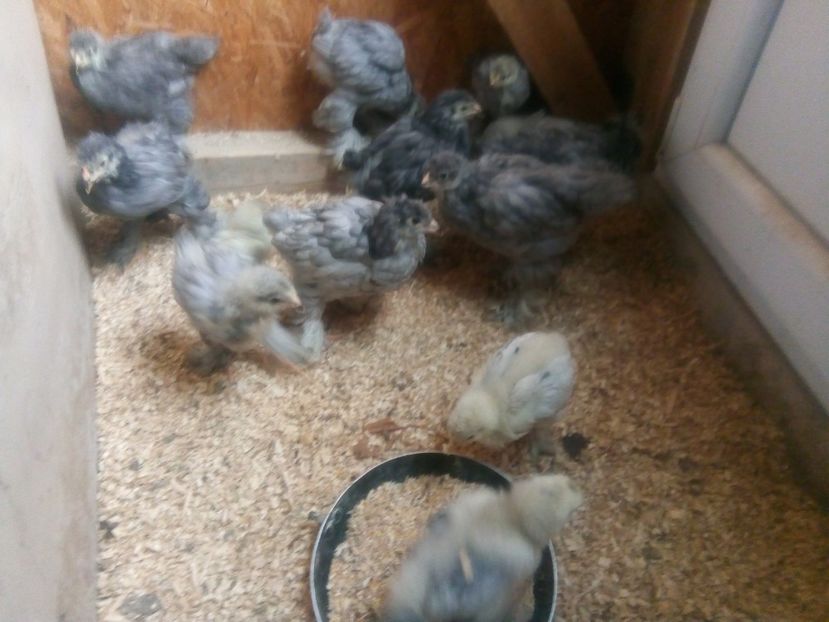  - puisori brahma albastru