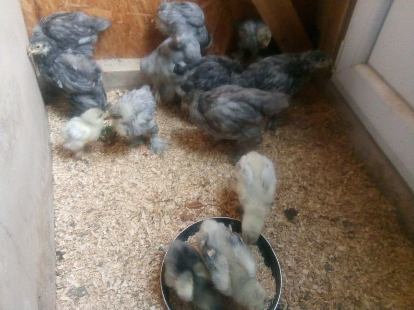  - puisori brahma albastru