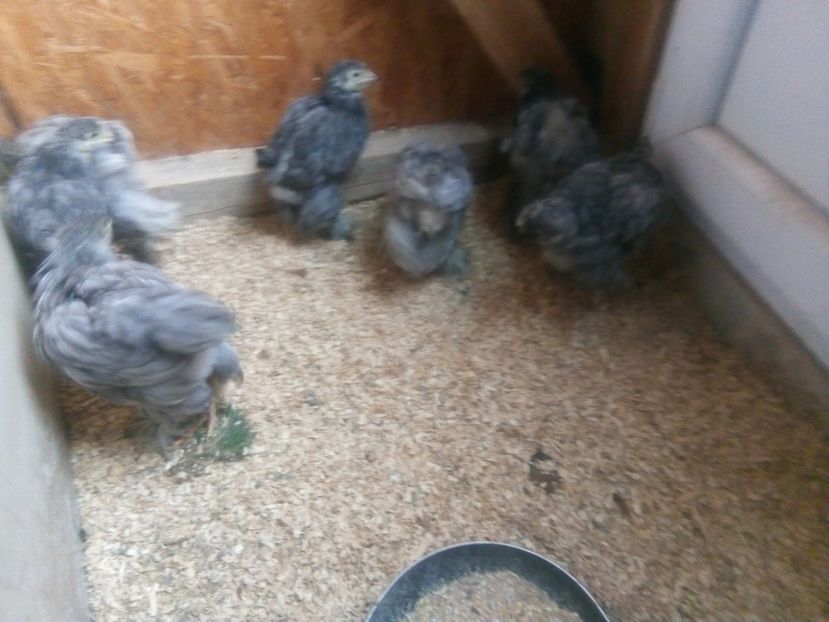  - puisori brahma albastru