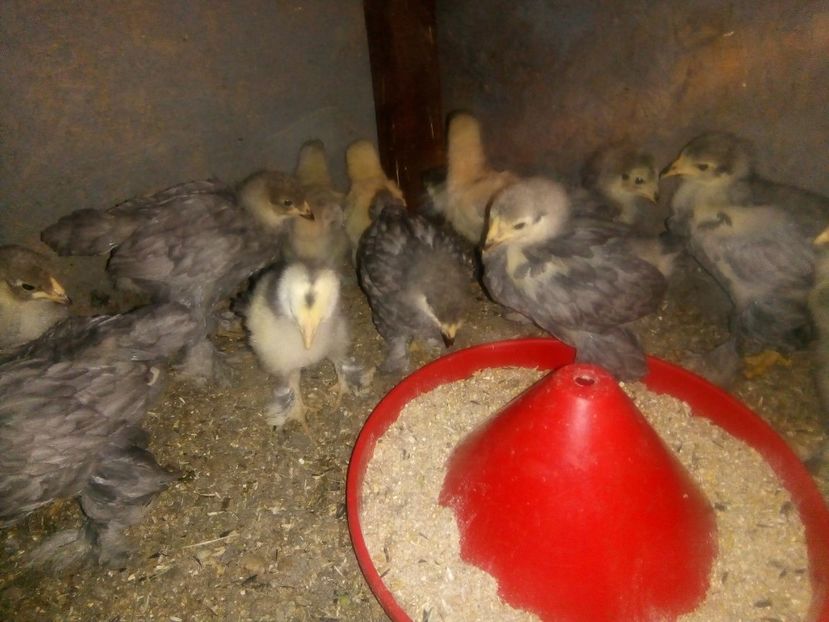  - puisori brahma albastru