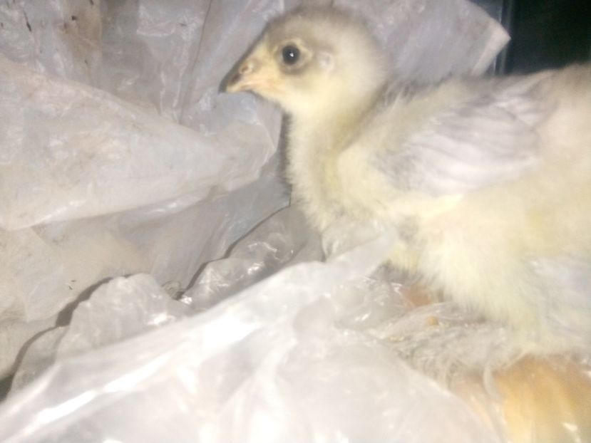  - puisori brahma albastru