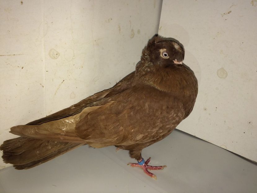 6993  mascul  2018_1 - pui 2018 BM