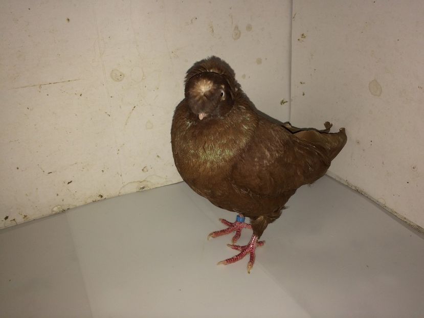 6993  mascul  2018_2 - pui 2018 BM