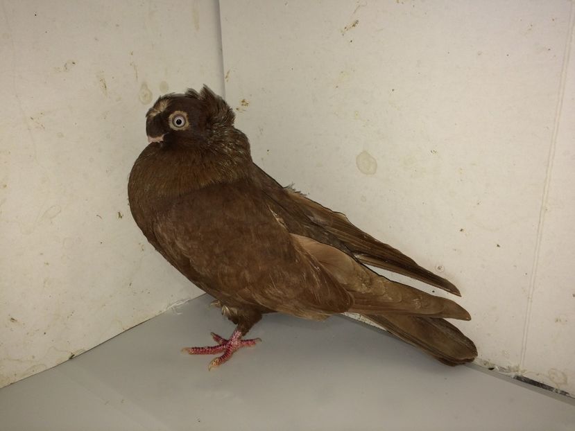 6993  mascul  2018_3 - pui 2018 BM