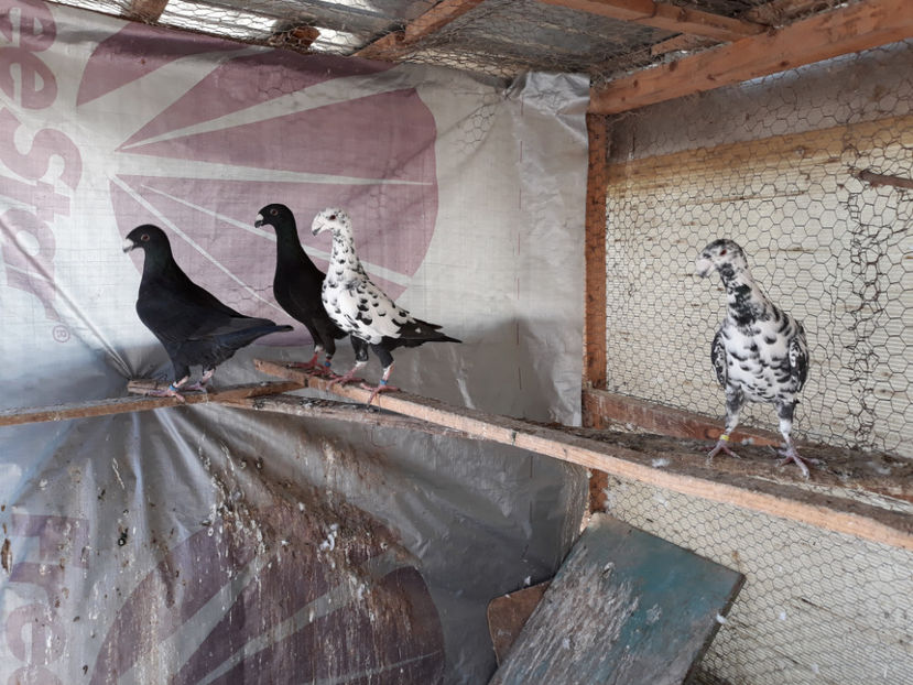  - GERMANI BOBATI SI LA GRAMADA