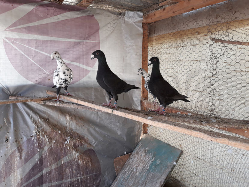  - GERMANI BOBATI SI LA GRAMADA