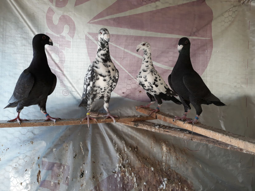  - GERMANI BOBATI SI LA GRAMADA