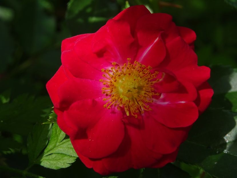 2014-10-05 02.06.06 - Red Fairy rose