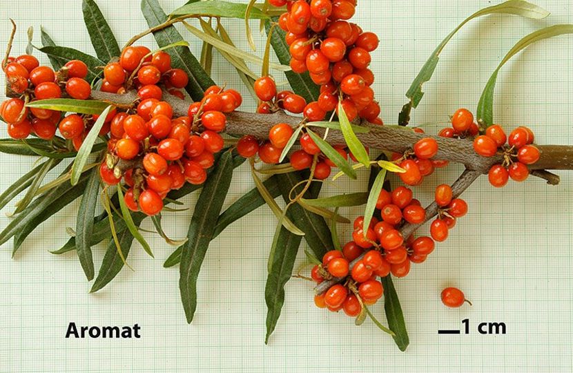 Aromat - Catina - soiuri straine