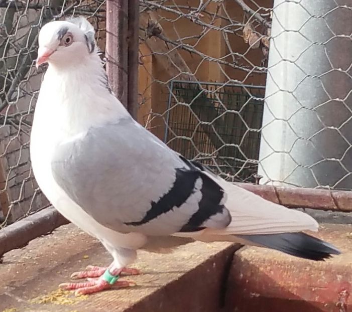 Vanduta - A-- DE VANZARE JUCATORI DE GALATI