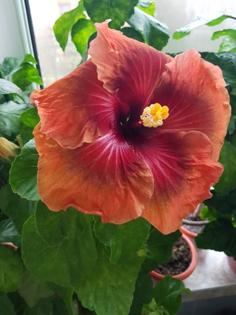  - Hibiscus Tahitian Dark Congo