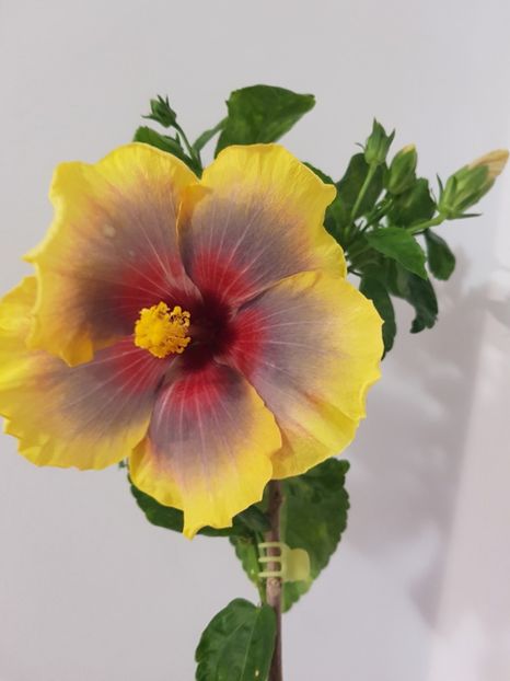  - Hibiscus Russian Firebird