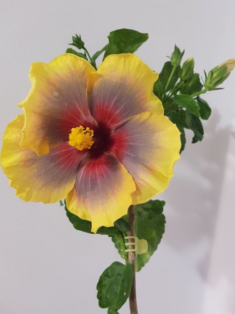  - Hibiscus Russian Firebird