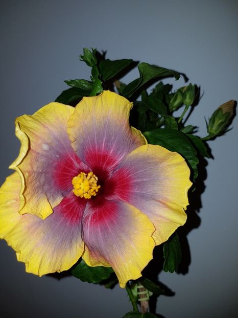  - Hibiscus Russian Firebird