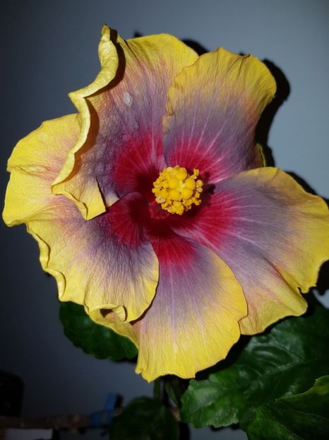  - Hibiscus Russian Firebird