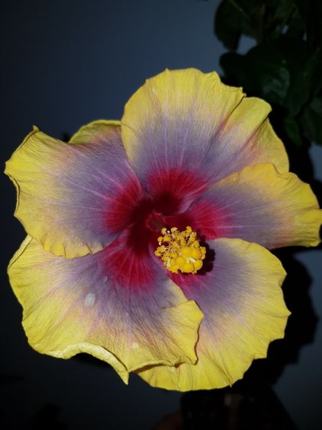  - Hibiscus Russian Firebird