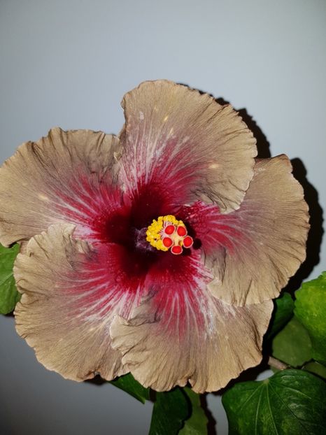  - Hibiscus Dark Continent