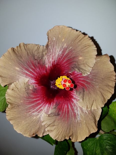  - Hibiscus Dark Continent