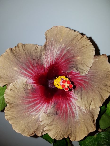  - Hibiscus Dark Continent
