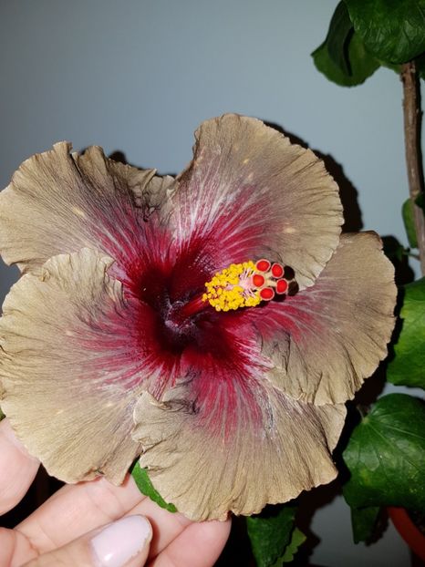  - Hibiscus Dark Continent