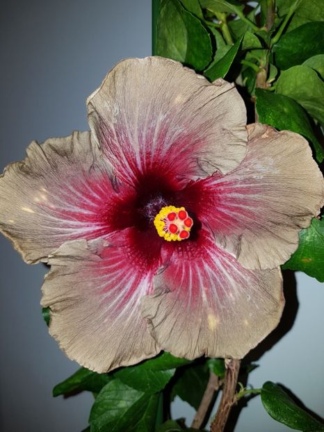  - Hibiscus Dark Continent