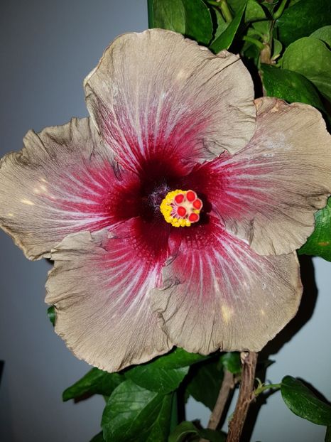  - Hibiscus Dark Continent