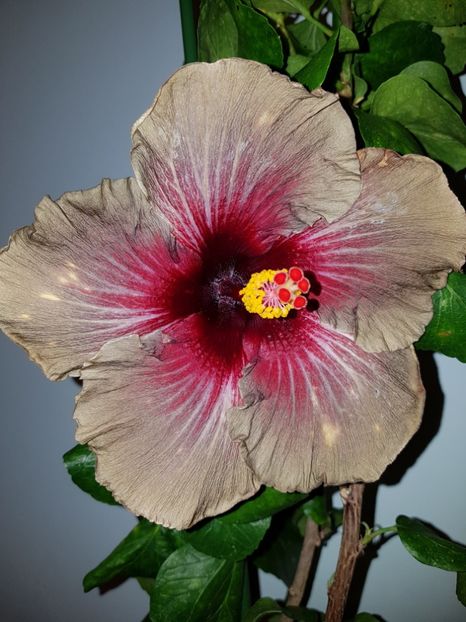  - Hibiscus Dark Continent