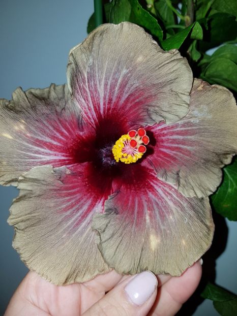  - Hibiscus Dark Continent