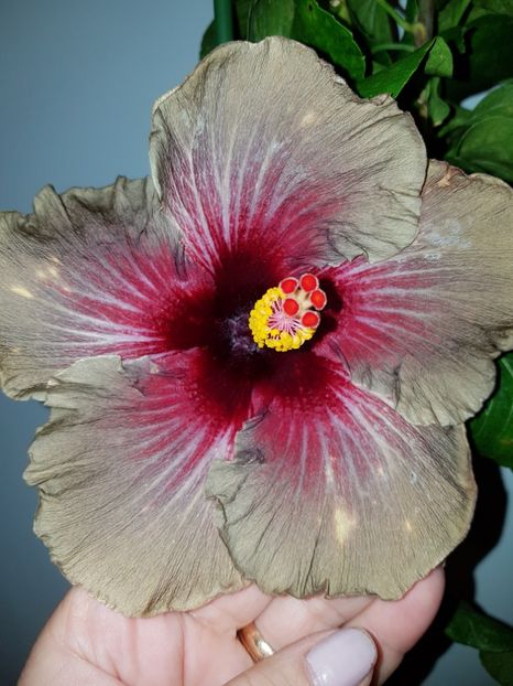  - Hibiscus Dark Continent