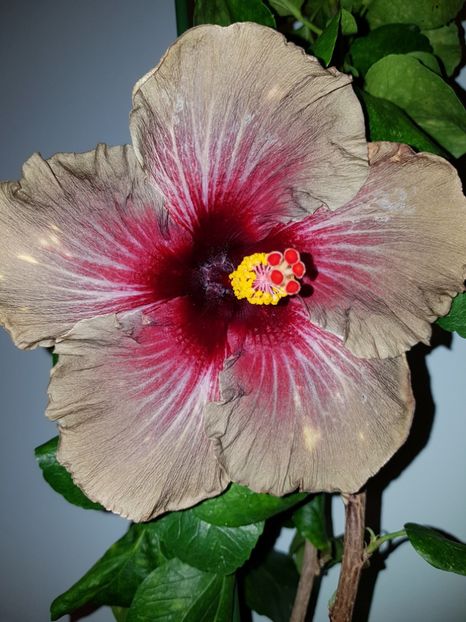  - Hibiscus Dark Continent