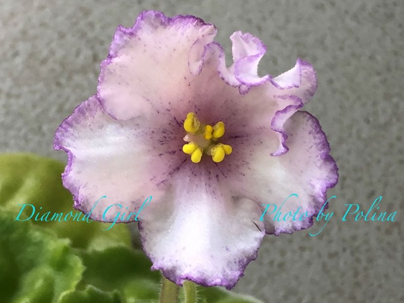 Diamond Girl - AA Violete in colecție poze net