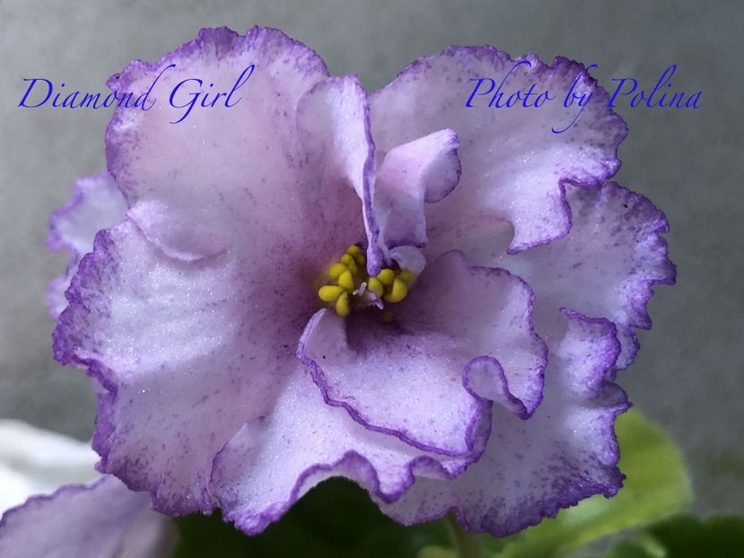 Diamond Girl - AA Violete in colecție poze net